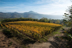 ヴィニャルタの畑