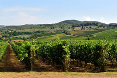 ヴィティッチオのブドウ畑
