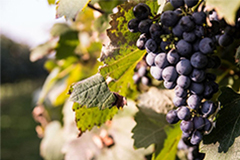 ランブルスコ種