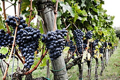 サンジョヴェーゼ