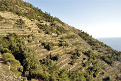 チンクエテッレ・ルチアーノカペッリーニ