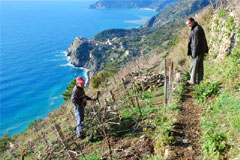 ルチアーノカペッリーニチンクエテッレの畑