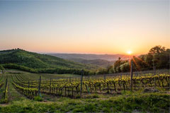 ポッジョアルソーレ畑