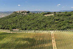 イルポッジョーネ敷地