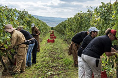 イルポッジョーネ収穫