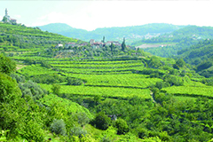 サンタソフィア畑