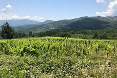 シルヴァ プランタリウム