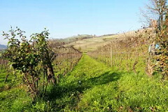 リッチ カルロ ダニエーレの畑