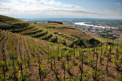 エルミタージュ丘