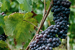 グリニョリーノ