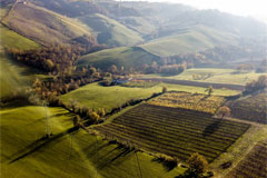 カミッロドナーティの畑