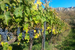 カ デイ クアトロ アルキの畑