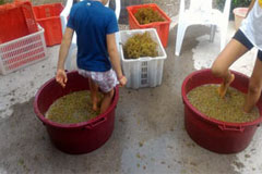 カ デイ クアトロ アルキ