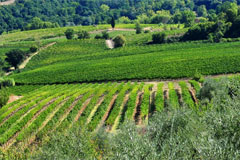 チェザーニの畑