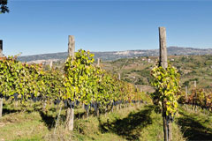 サルヴァトーレモレッティエーリの畑