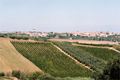 ディマーヨノランテの畑