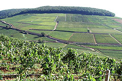 ルイジャドの畑