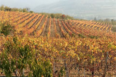 ニコラアルターレの畑