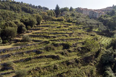 ライエッタの畑