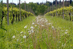 モンティチーノロッソ畑