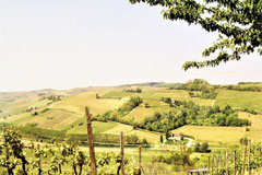 ラッセッラの畑