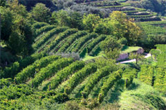カンティーナヴァルパンテーナのブドウ畑