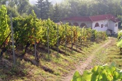 ロゼルボーネの畑