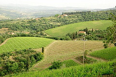 ポッジョスカレッテの畑
