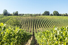 マルコカルピネーティの畑