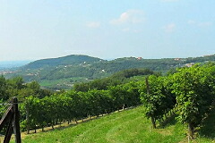 ヴィヴィアーニの畑