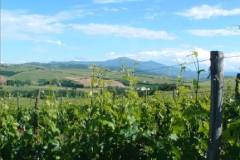 ポデーレ ラ ヴィーニャ畑