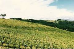 ヴィニカ畑