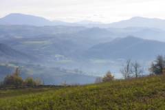 カシーナ イ カルピーニ畑