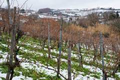 タブルニ ドムス冬の畑