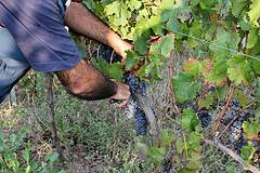 テヌータ ヴィリオーネ畑ブドウ