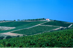 テヌータ ベルグァルドの畑