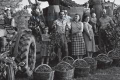 カーサジレッリ収穫後