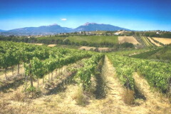 ヴェレノージの畑