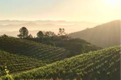 カレラ セントラルコースト