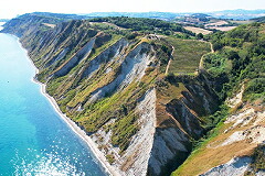 ファットリア マンチーニ ブドウ畑