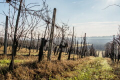 カサーレ ダヴィッディの畑