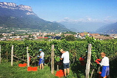 イニャツ ニードリストの畑