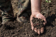 クリネッツ土壌