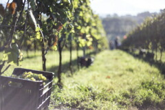 パラッツォ トロンコーニ畑1