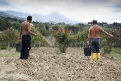 パラッツォ トロンコーニ畑2