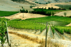 ラッツェレッティ畑