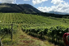 テヌータ デル コンテ