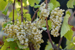 グレコ ビアンコ