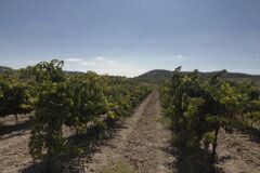 マス ケ ヴィノスの畑