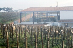 カサレウヴァス